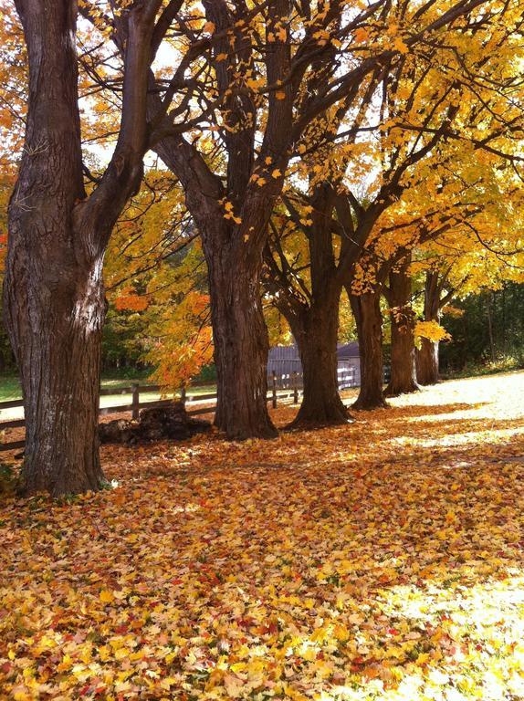 The Maples Bed And Breafast Hotel Angus Luaran gambar